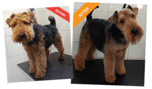 Best Dog Grooming Montrose in 2023 The ultimate guide 